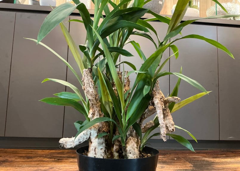 青ドラ（コルジリネ・ストリクタ）根上がりナシ 6号鉢 | Bonne Volonte