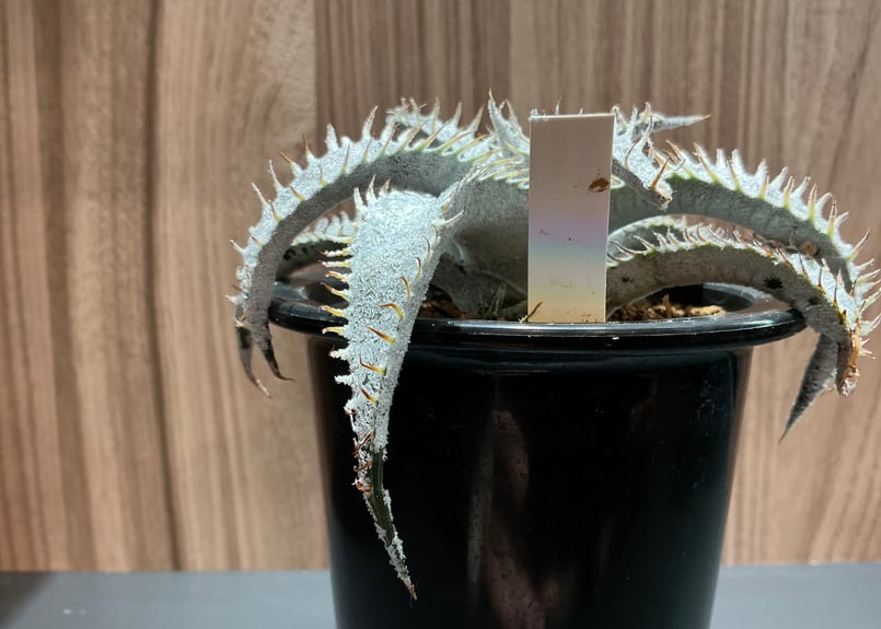 レア多肉植物 ディッキア・マルニエラポストレイ | Bonne Volonte