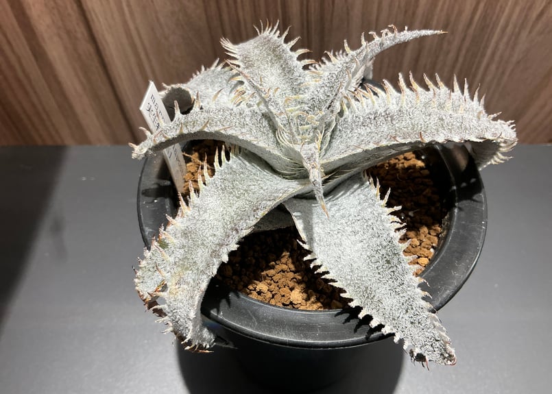 レア多肉植物 ディッキア・マルニエラポストレイ | Bonne Volonte