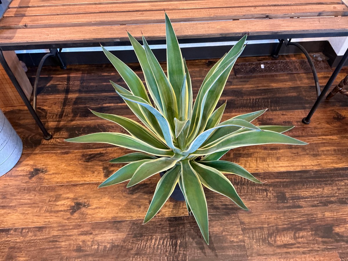 観葉植物 アガーべ・ベネズエラ (6号鉢) | Bonne Volonte