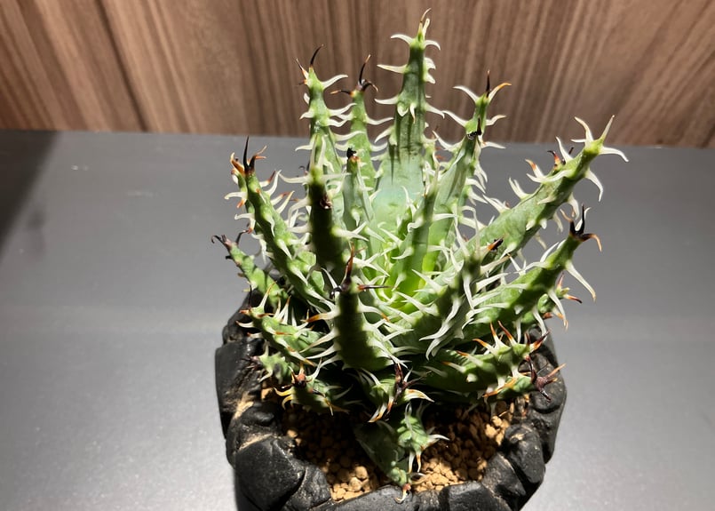 アロエ エリナケア Aloe Elina Care | Bonne Volonte