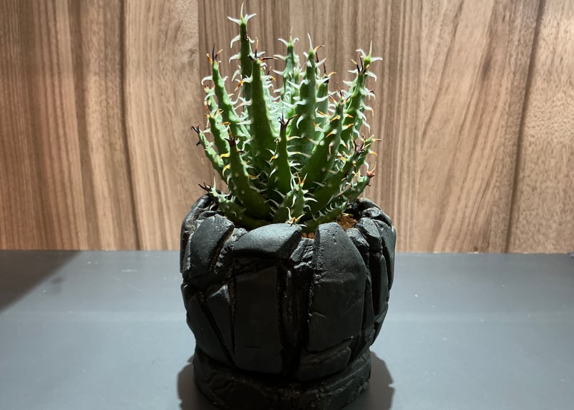 アロエ エリナケア Aloe Elina Care | Bonne Volonte