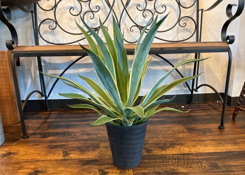 観葉植物 アガーべ・ベネズエラ (6号鉢) | Bonne Volonte