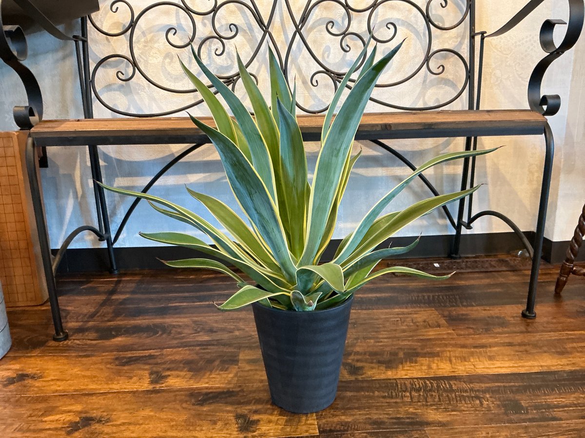 沖縄 観葉植物】 アガべ ベネズエラ 11号 植木鉢発送 エントランスに