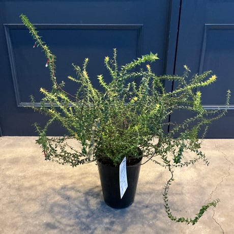 クリスマスキャンドル | STORES