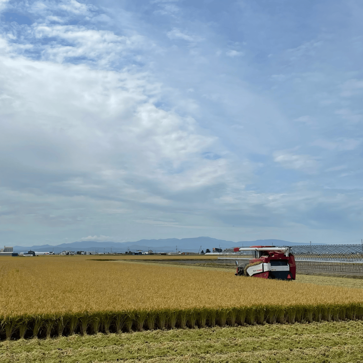 令和7年産新米 》北海道産ゆめぴりか 10kg | 増田ファーム