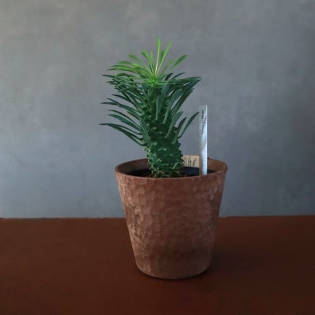 ブラクトエコポット￥990（900）～（配送）