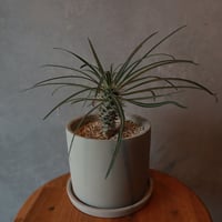 パキポディウム ゲアイ￥6,050（5500）※器付き（配送）