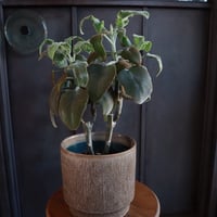 カランコエ ベハレンシス￥3,300（3000）※器別
