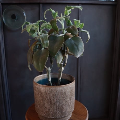 カランコエ ベハレンシス￥3,300（3000）※器別