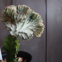 ユーフォルビア　マハラジャ￥3,850（3500）