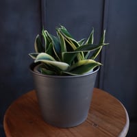 サンセベリア　トリファスキアータハニー ￥3,850（3500）※器別（配送）
