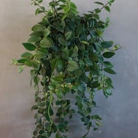 エスキナンサス￥6,050（5500）