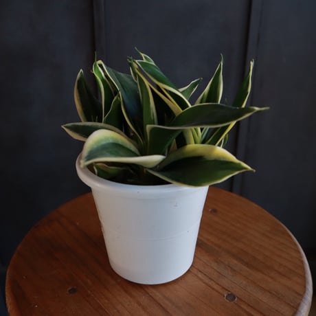 サンセベリア　トリファスキアータハニー ￥3,850（3500）※器別（配送）