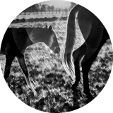Farm Yama