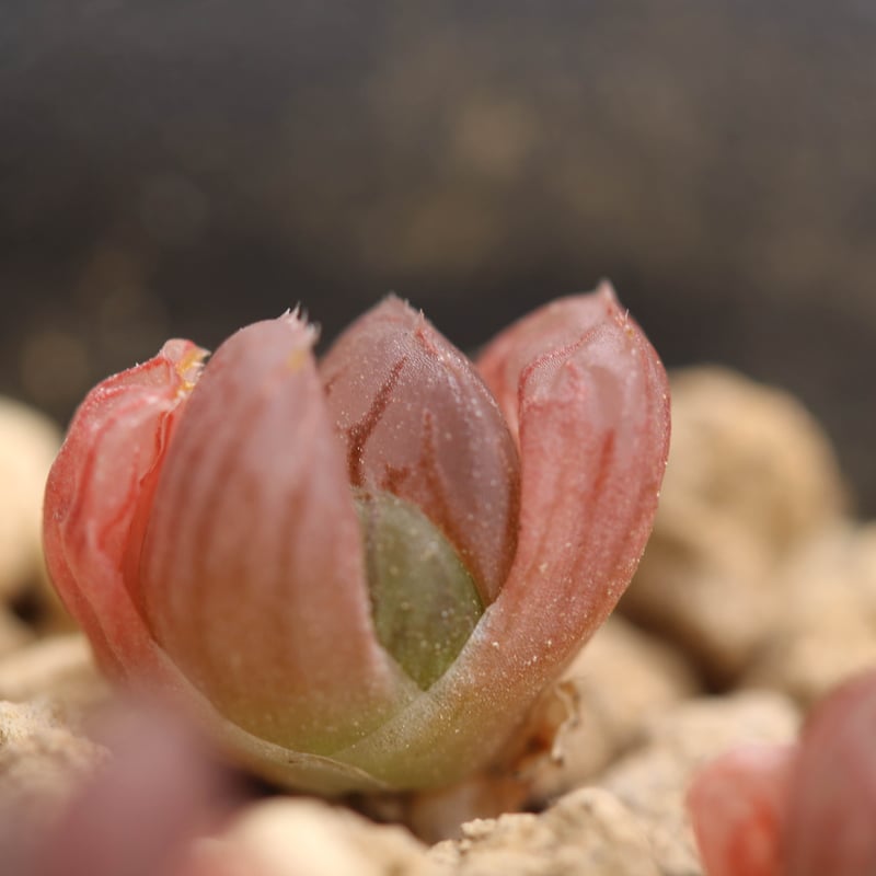 多肉植物 ハオルチア 紫オブツーサ スターサファイア 小苗 多肉植物 ハオルチア 紫オブツーサ スターサファイア 小苗