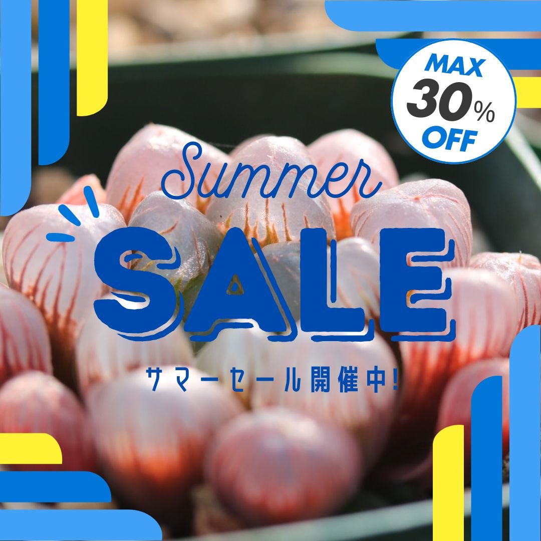 多肉植物 ハオルチア 紫オブツーサ スターサファイア 小苗 | 多肉植物