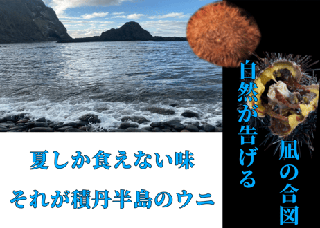北海道　積丹半島産　塩水ウニ（ムラサキウニ・白ウニ）100g