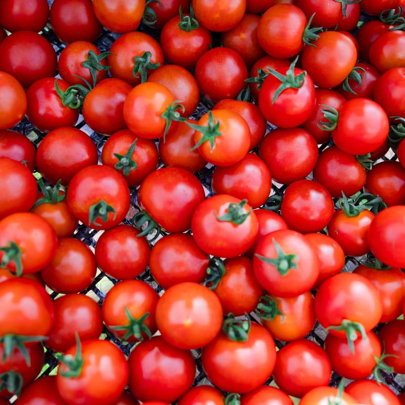 ラビットゴッホ トマト 2025 4kg | 宇佐見農園