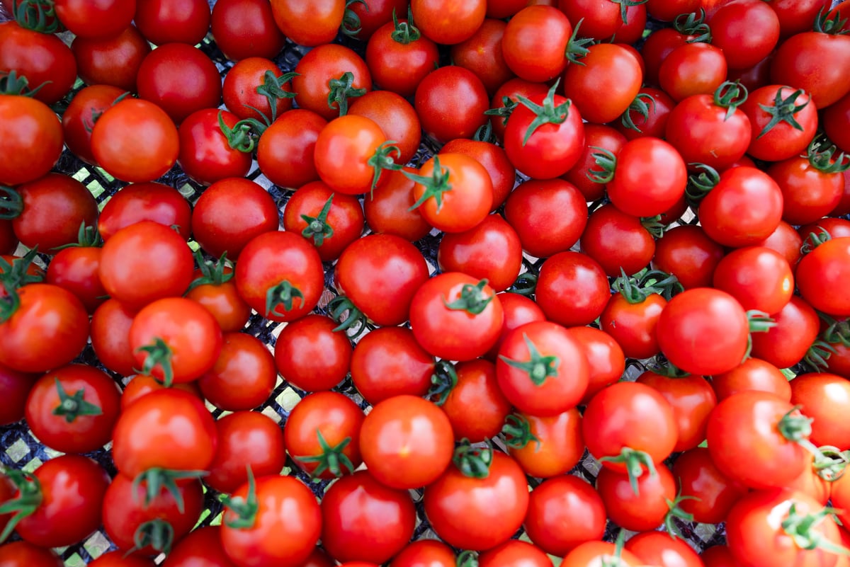 とまとページ ラビットゴッホ トマト 2025 4kg | 宇佐見農園