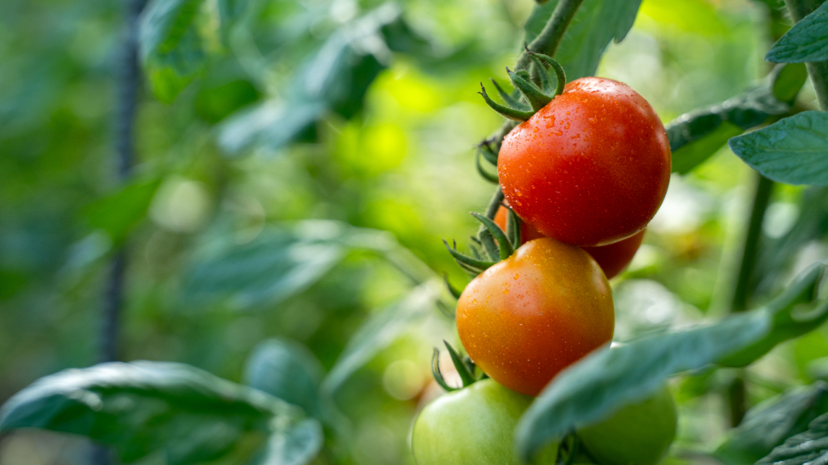 ラビットゴッホ トマト 2025 2kg | 宇佐見農園