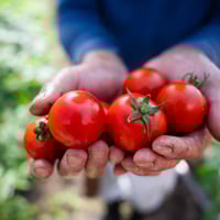 ラビットゴッホ トマト 2025 2kg | 宇佐見農園