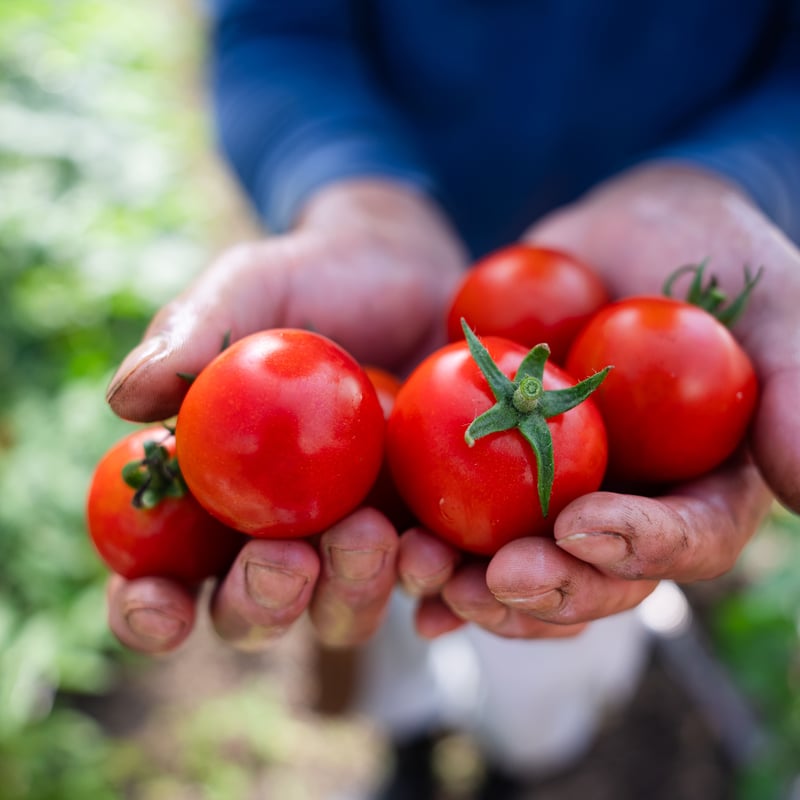 ラビットゴッホ トマト 2025 4kg | 宇佐見農園