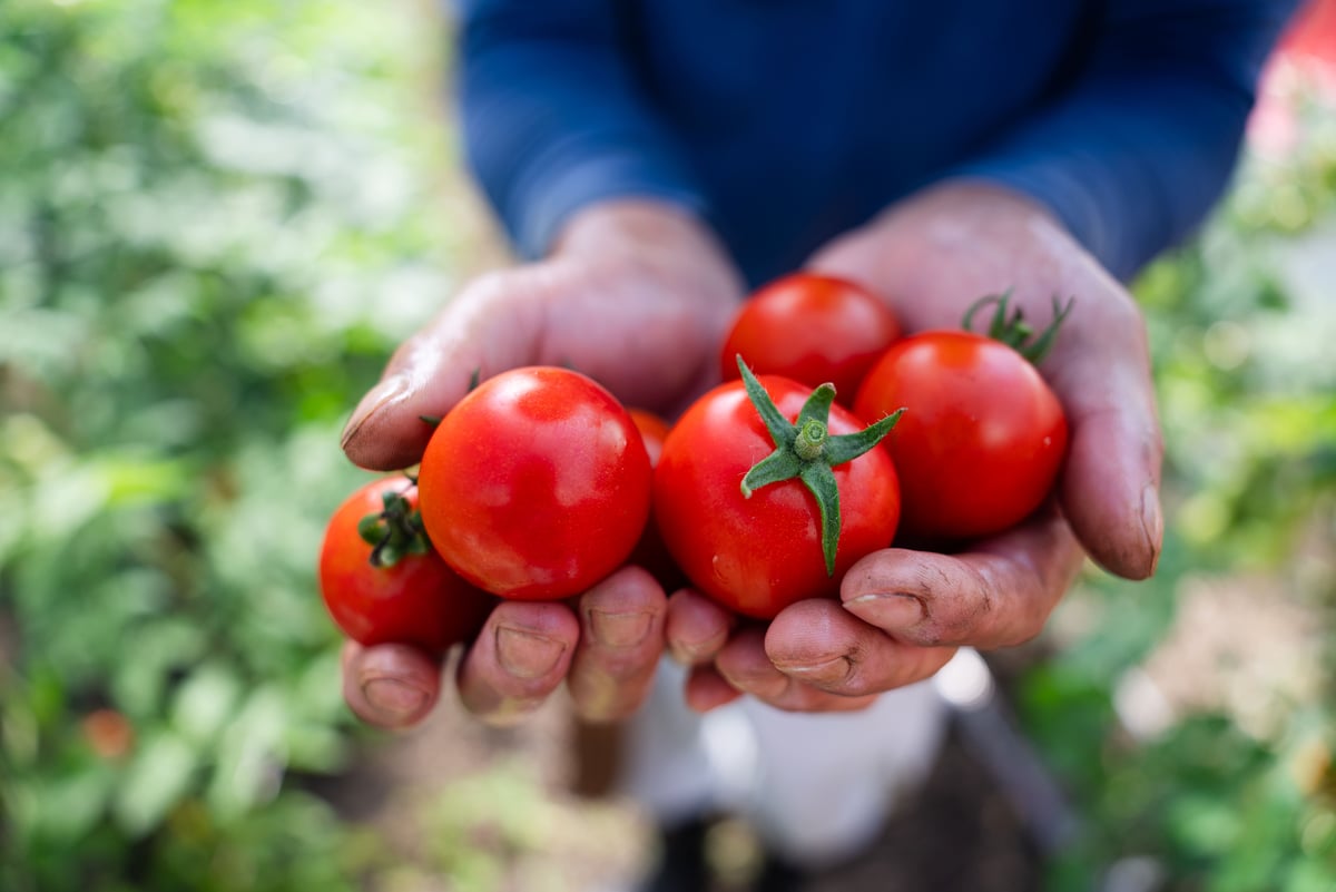 ラビットゴッホ トマト 2025 4kg | 宇佐見農園
