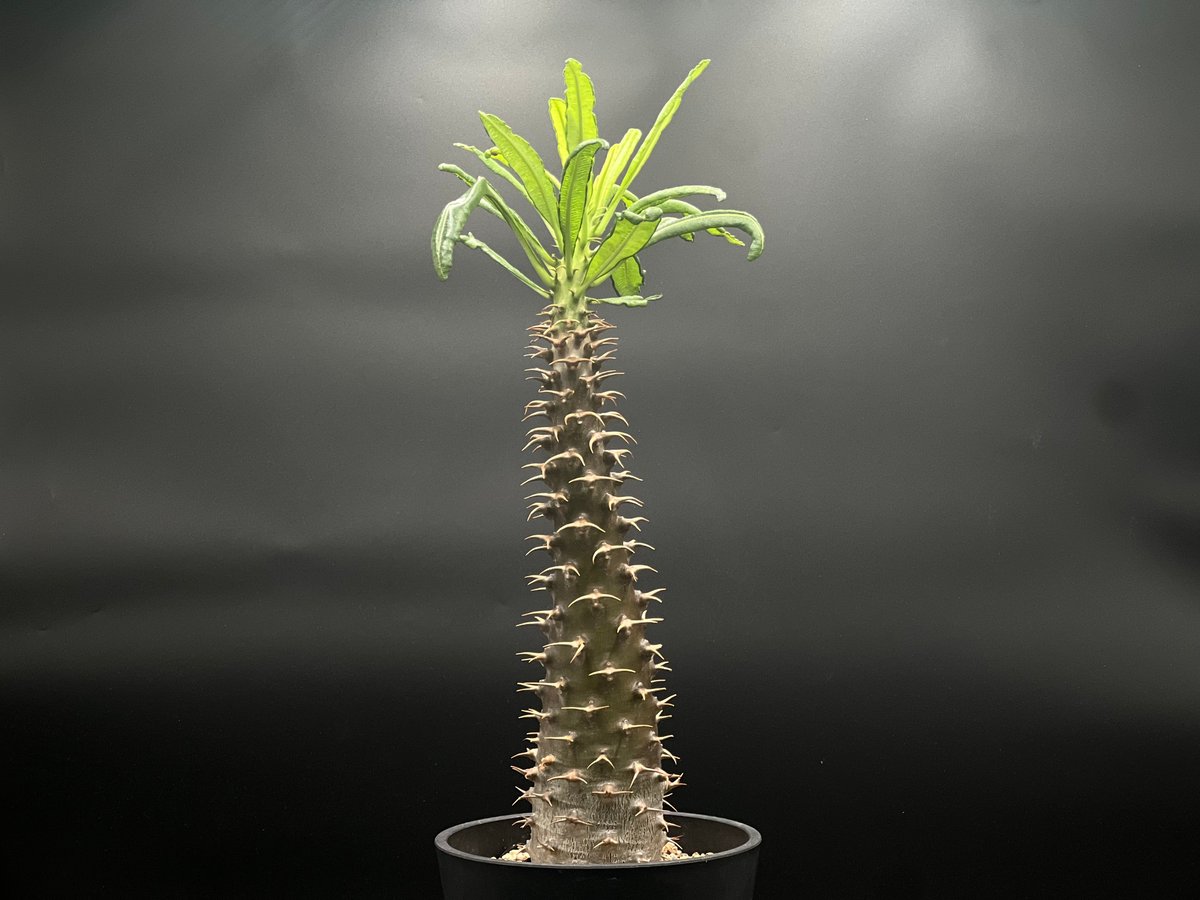 OT-G426】発根済 パキポディウム アンボンゲンセ | KANIK OUTLET