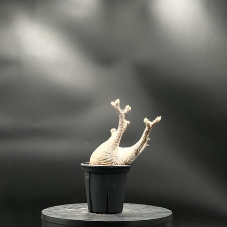 KANIK OUTLET（カニック アウトレット）