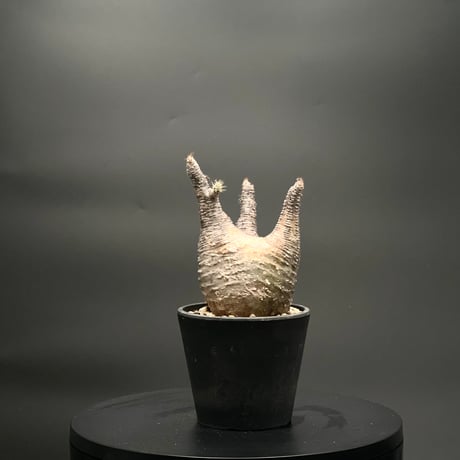 KANIK OUTLET（カニック アウトレット）