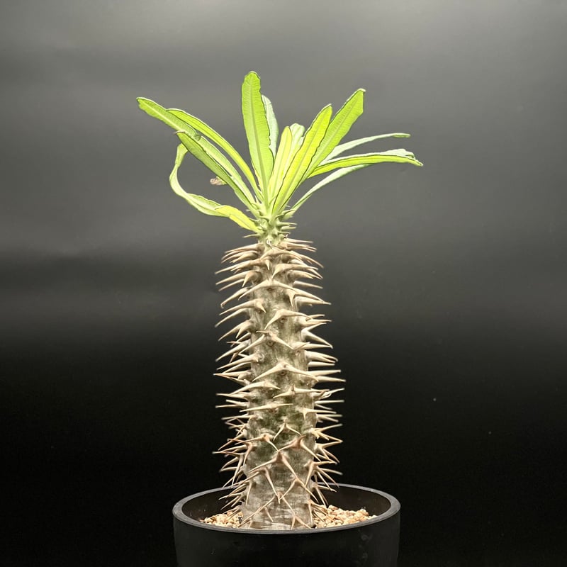 パキポディウム　アンボンゲンセ パキポディウム アンボンゲンセ | GREEN LUCK