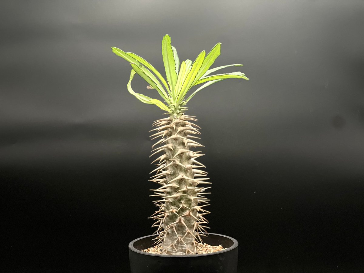 パキポディウム アンボンゲンセ 海外実生 OT-G429】発根済 パキポディウム アンボンゲンセ | KANIK OUTLET