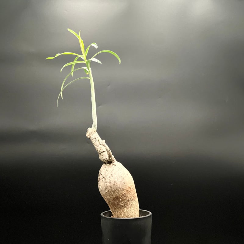 OT-G430】発根済 アデニウム ソマレンセ | KANIK OUTLET（カニック アウ