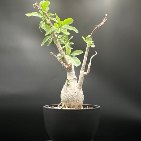 パキポディウム　デカリー　海外実生　発根済み パキポディウム デカリー 実生 | GREEN LUCK