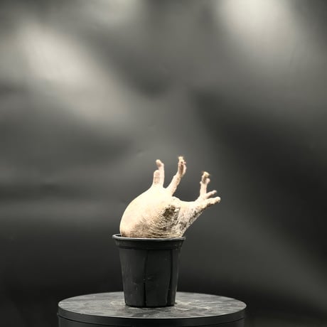 パキポディウムグラキリス | STORES