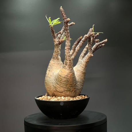 キズありアウトレット パキポディウム グラキリス 現地球発根済み 