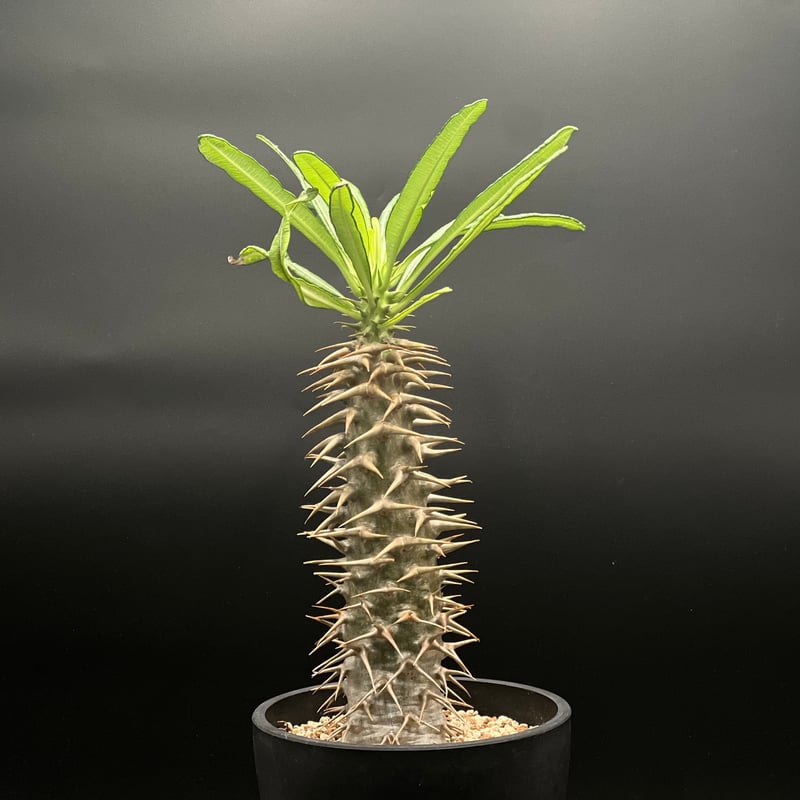 パキポディウムアンボンゲンセ OT-G429】発根済 パキポディウム アンボンゲンセ | KANIK OUTLET