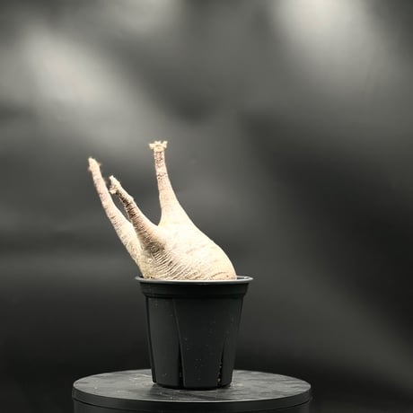 美形　赤肌グラキリス　手乗りタイプ　発根済み 美形 赤肌グラキリス 手乗りタイプ 発根済み 超赤肌 手乗りグラキリス