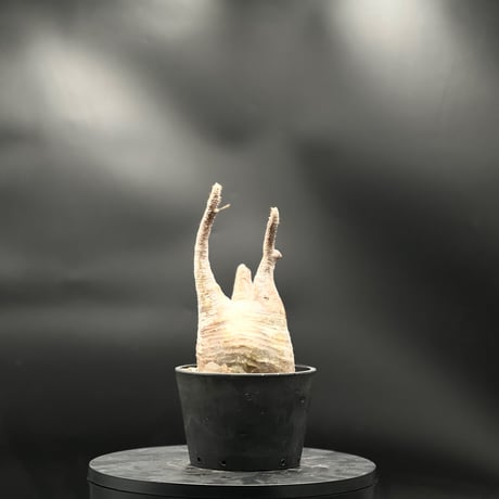 パキポディウムグラキリス | STORES