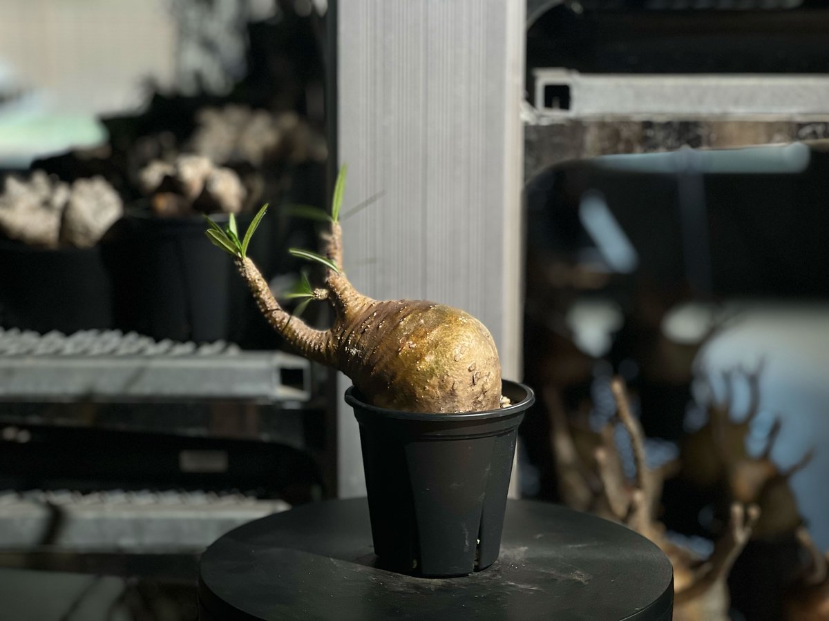 パキポディウム 超美株！まん丸 グラキリス（発根済） farm:塊根植物 mana's | no4 発根済み株 グラキリス パキポディウム 塊根植物・コーデックス
