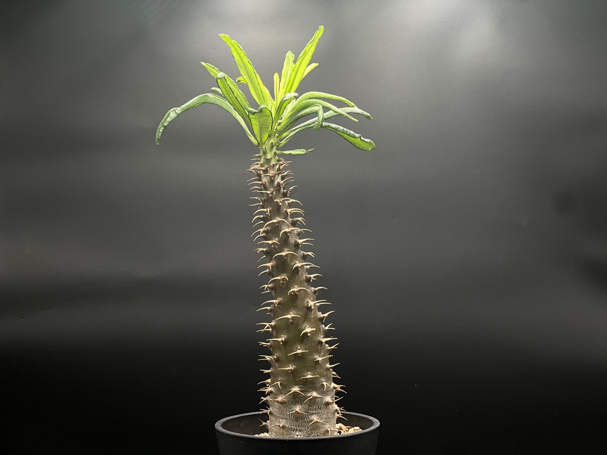 OT-G426】発根済 パキポディウム アンボンゲンセ | KANIK OUTLET