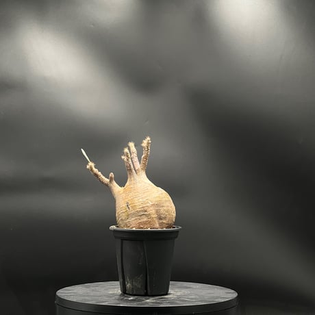 パキポディウム | STORES