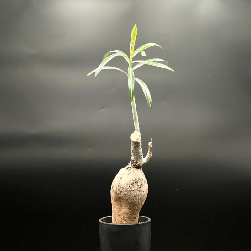 OT-G430】発根済 アデニウム ソマレンセ | KANIK OUTLET（カニック アウ