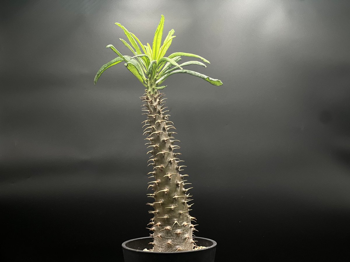 パキポディウム　アンボンゲンセ　④ OT-G426】発根済 パキポディウム アンボンゲンセ | KANIK OUTLET