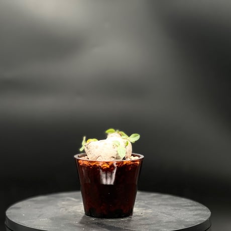 KANIK OUTLET（カニック アウトレット）