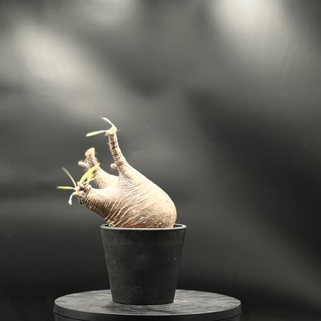 パキポディウム | STORES