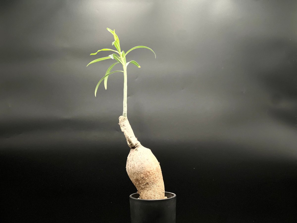 OT-G430】発根済 アデニウム ソマレンセ | KANIK OUTLET（カニック アウ