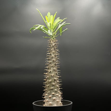 KANIK OUTLET（カニック アウトレット）