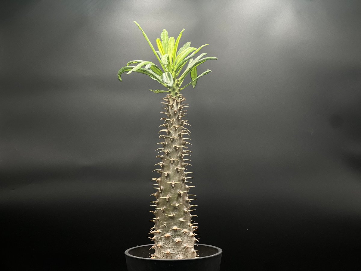 OT-G426】発根済 パキポディウム アンボンゲンセ | KANIK OUTLET